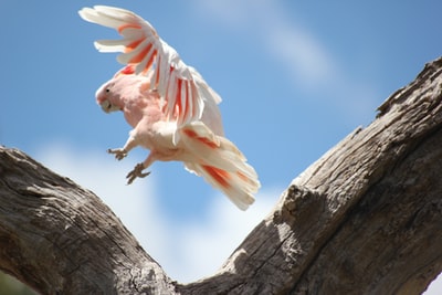 Brown trunk white and pink birds during the day
